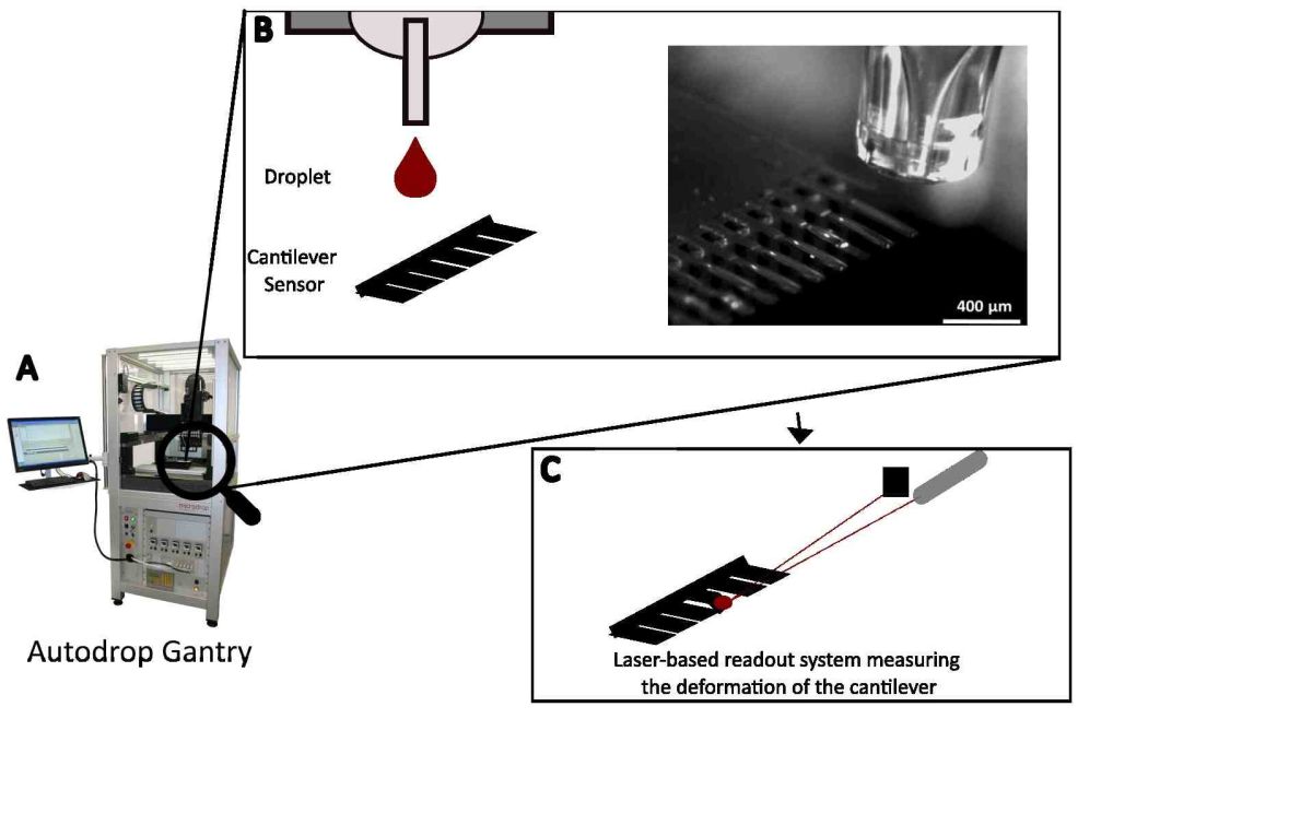 Workflow showing microdrop dispensing onto a cantilever biosensor and laser-based readout